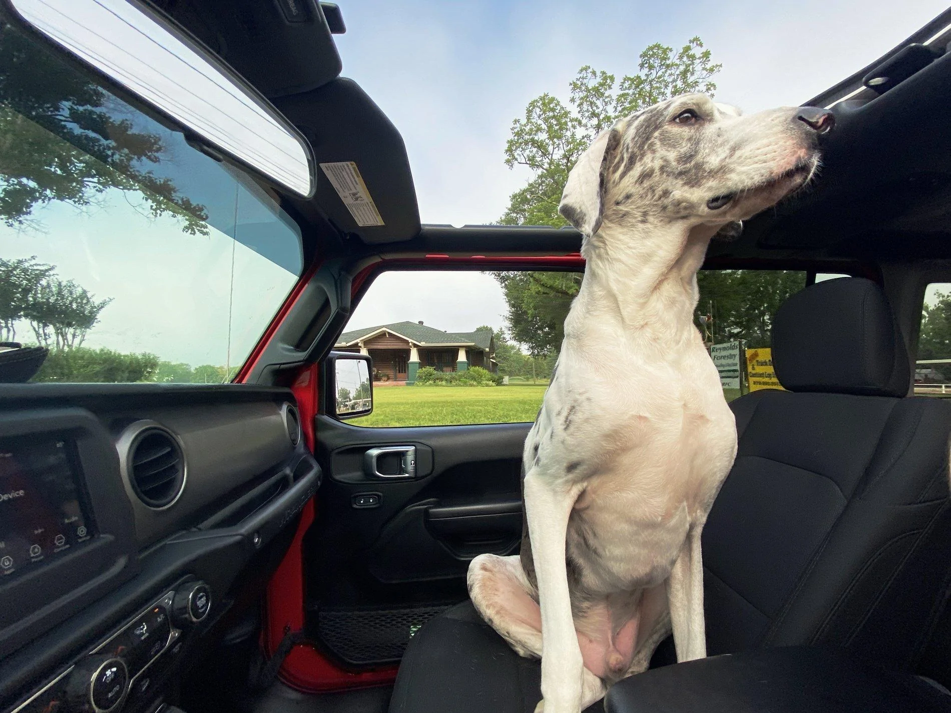 Jeep Wrangler JL Jeep Dog pics 196F9507-74AB-4221-A56F-D688330E17F8
