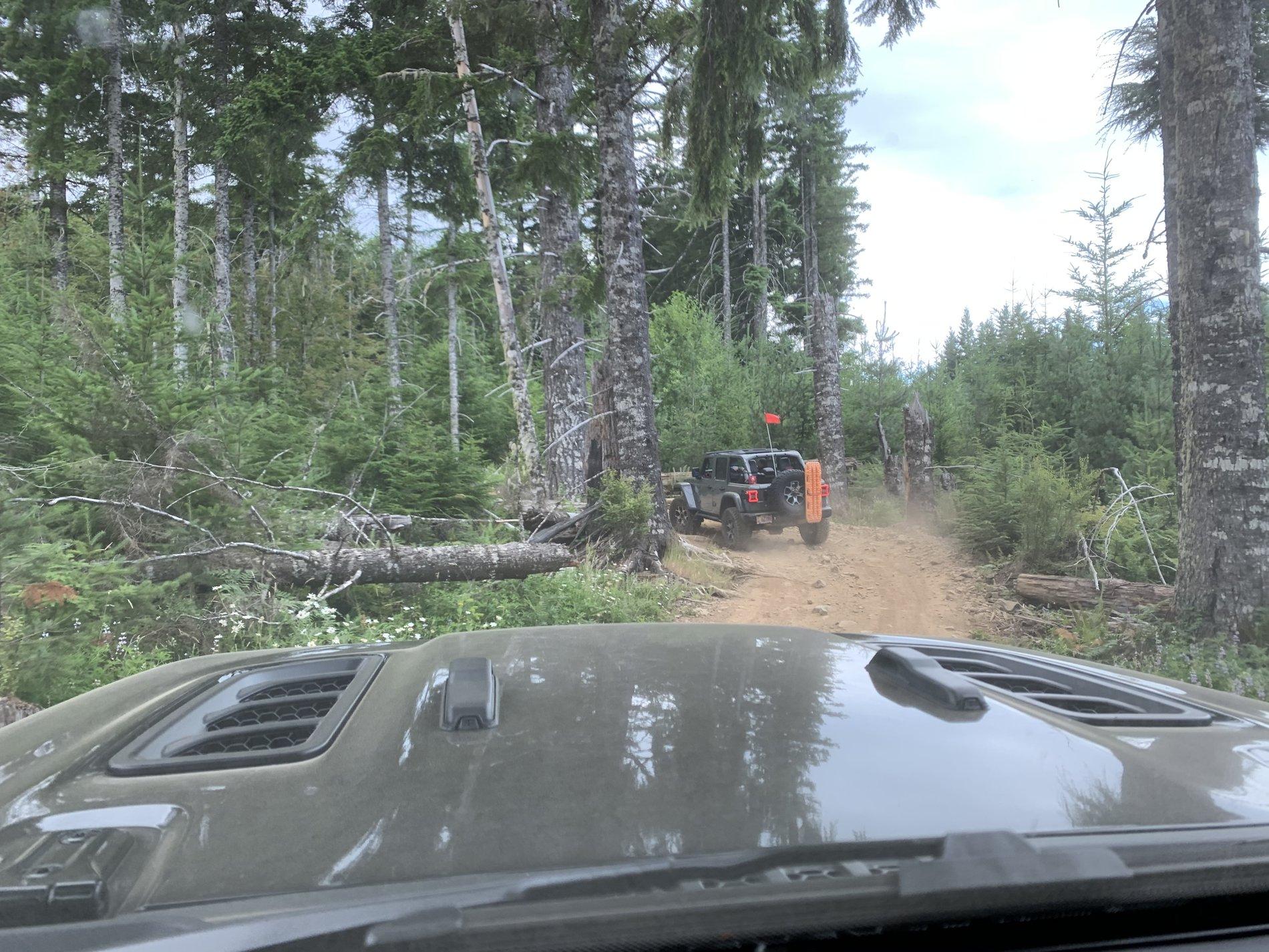 Jeep Wrangler JL Cedar Tree - Tillamook forest Oregon IMG_2806