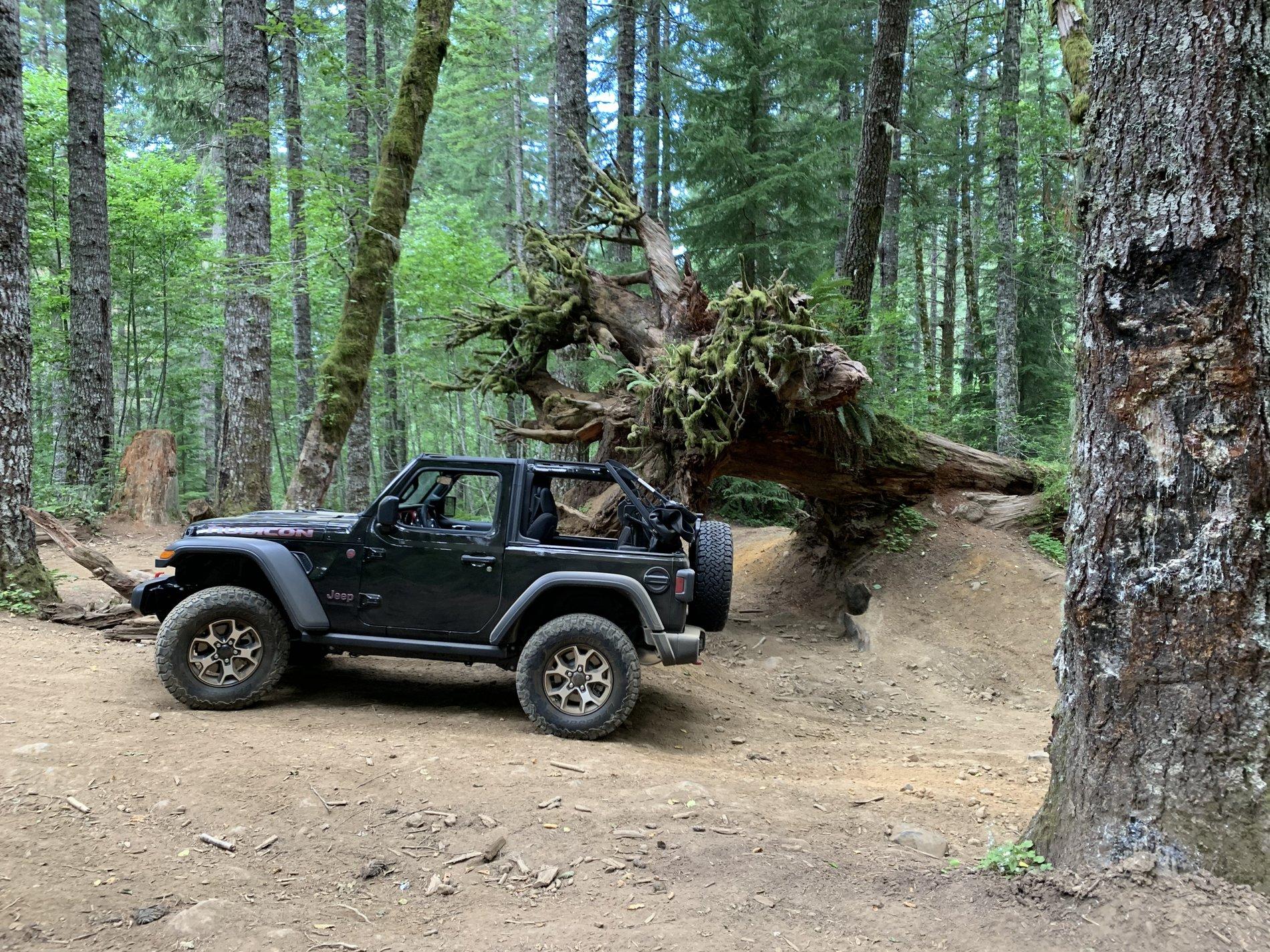 Jeep Wrangler JL Cedar Tree - Tillamook forest Oregon IMG_2811