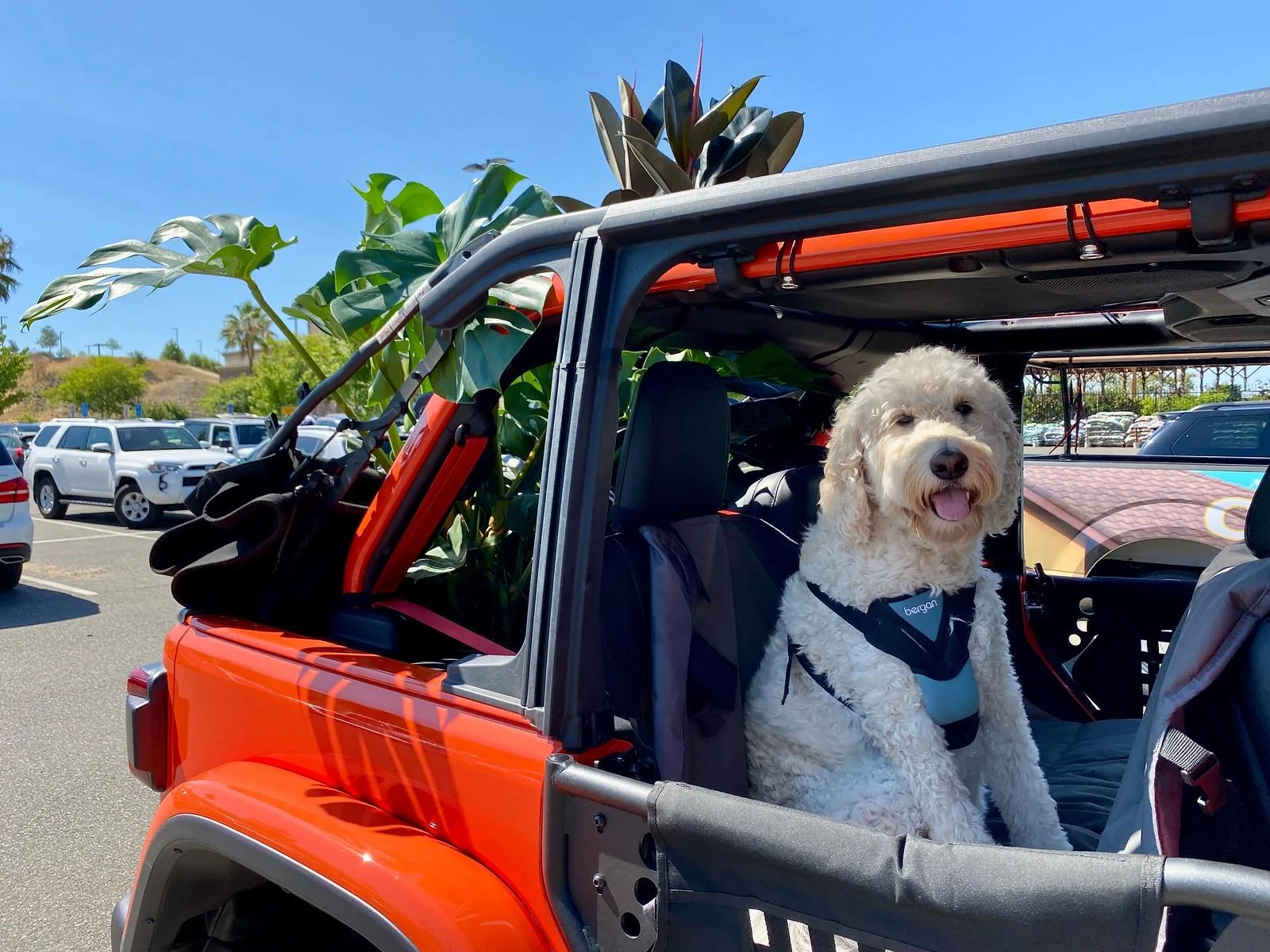 Jeep Wrangler JL Jeep Dog pics IMG_2310-X3