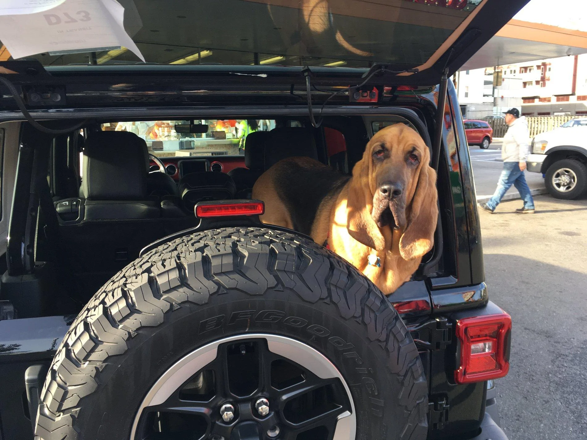 Jeep Wrangler JL Jeep Dog pics 2019-01-28_14-02-51_989