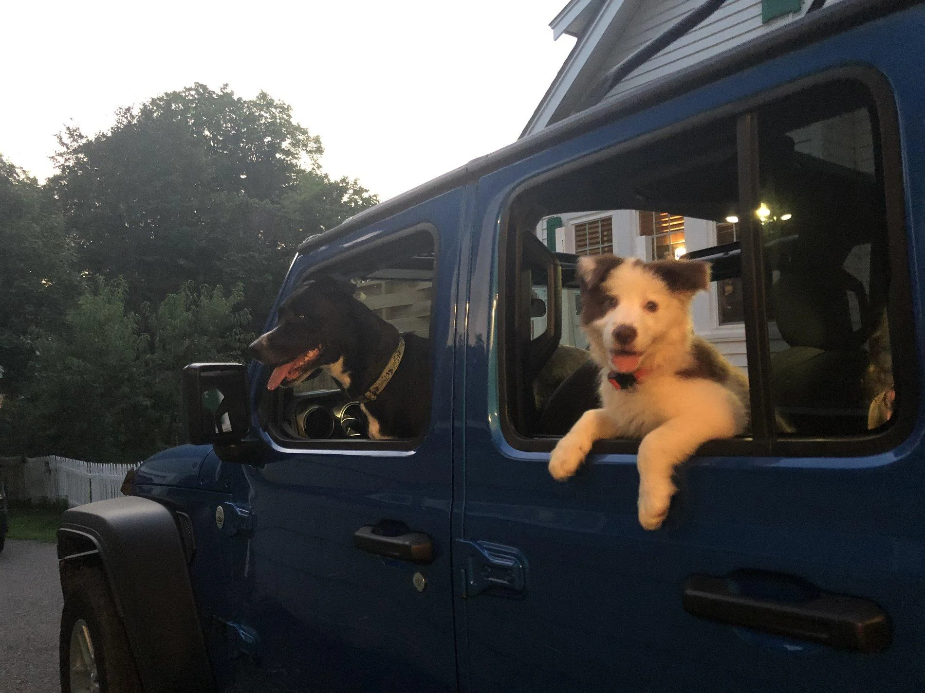 Jeep Wrangler JL Jeep Dog pics DAB8705D-C5BF-4E49-B85E-DF4E5D69A7CF