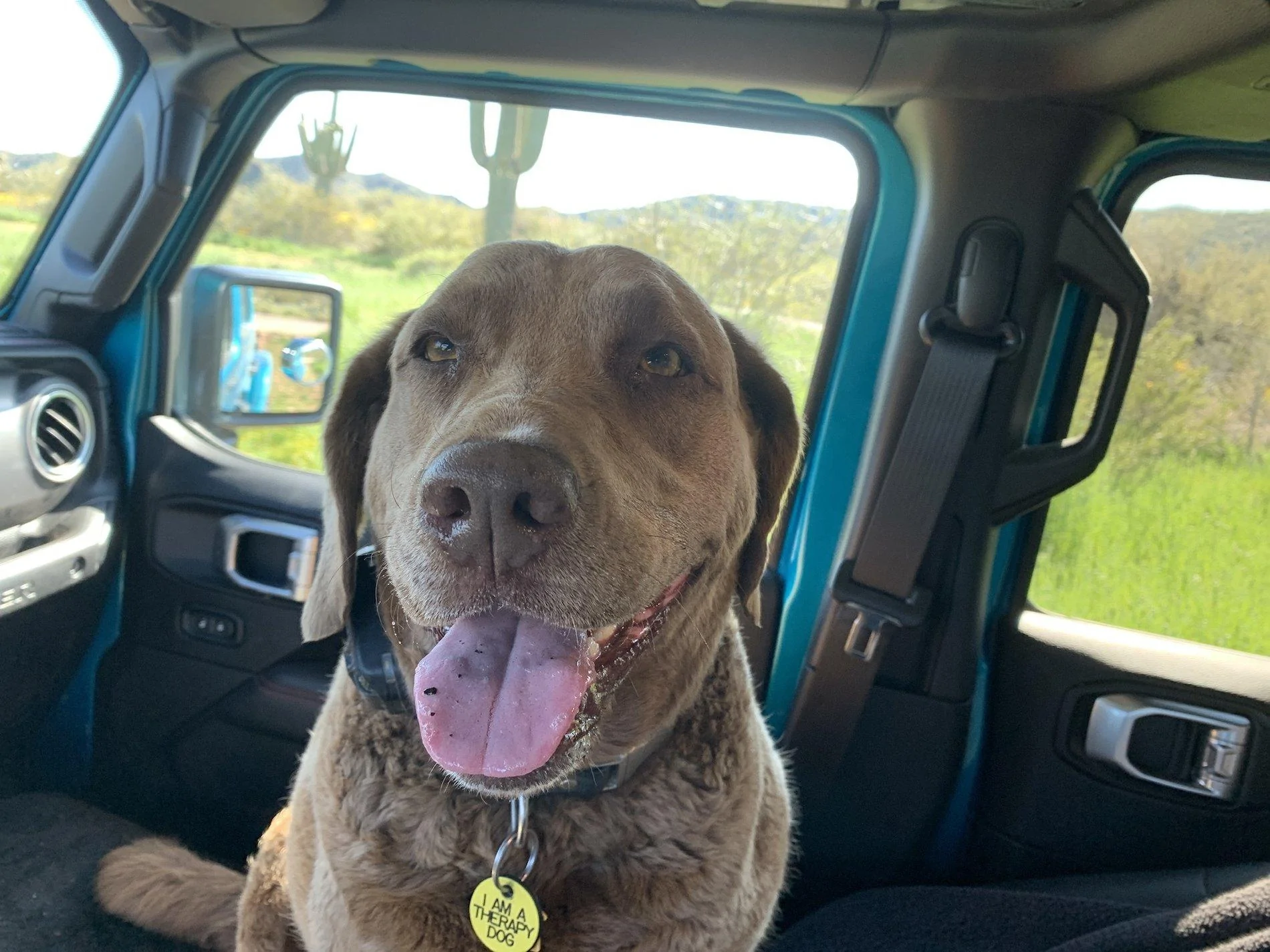 Jeep Wrangler JL Jeep Dog pics BCFFB93E-D730-4531-8D54-2AA56F56D839