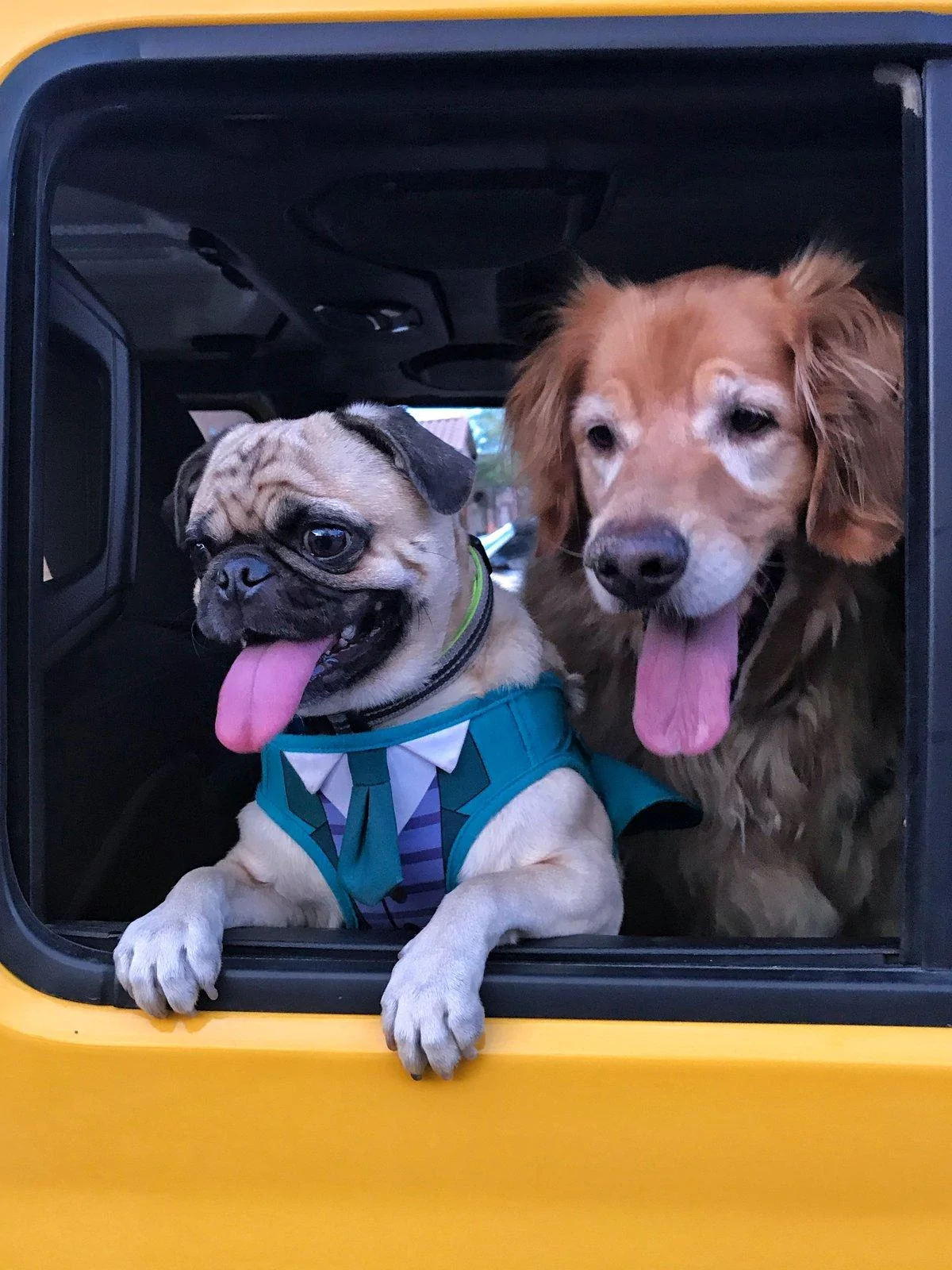 Jeep Wrangler JL Jeep Dog pics IMG_9753