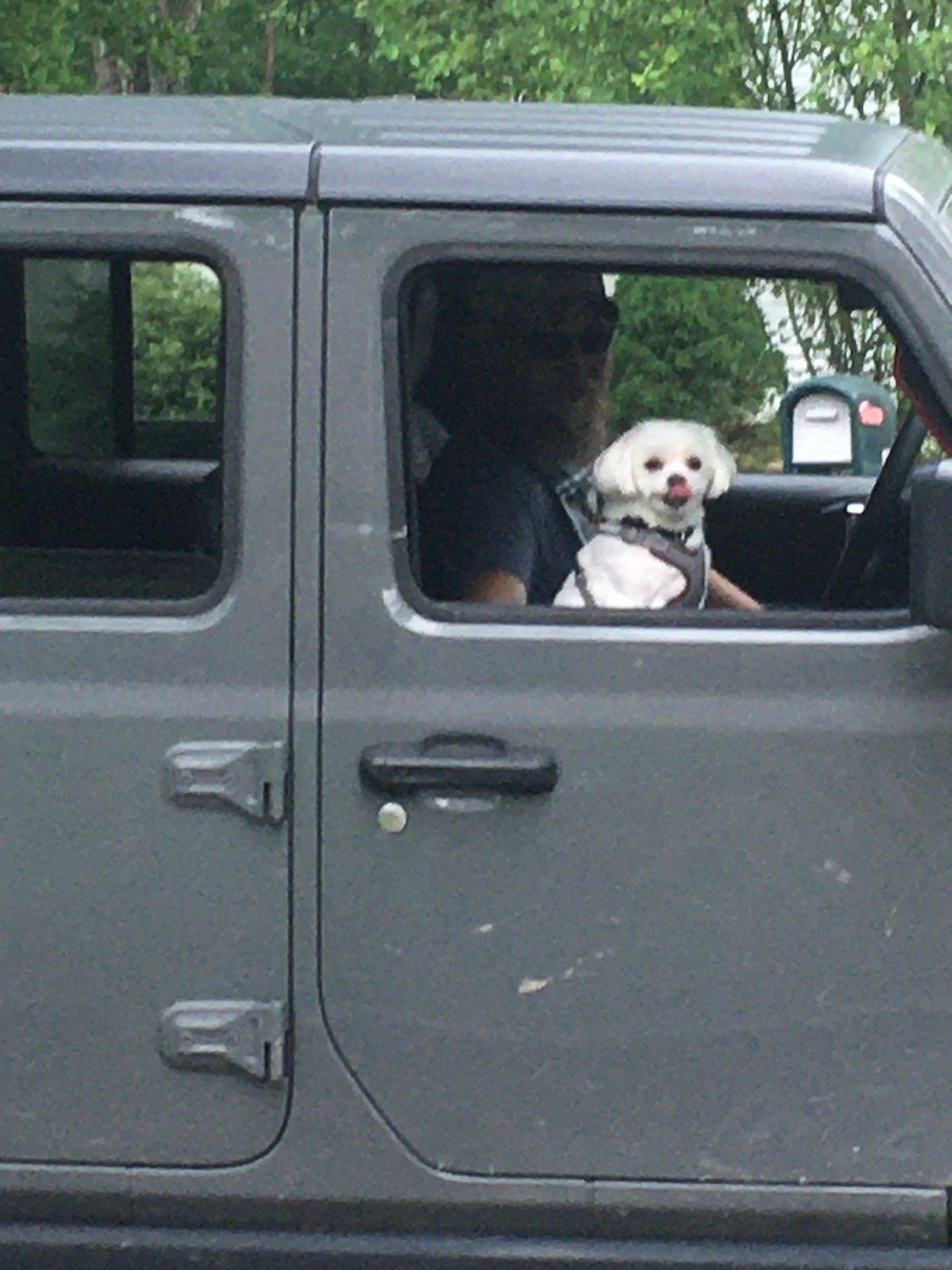 Jeep Wrangler JL Jeep Dog pics IMG_3668