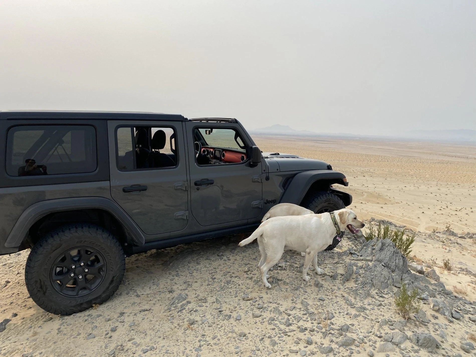 Jeep Wrangler JL Jeep Dog pics A6CC9FFB-77D5-4EA4-95CD-242271A7E5D6
