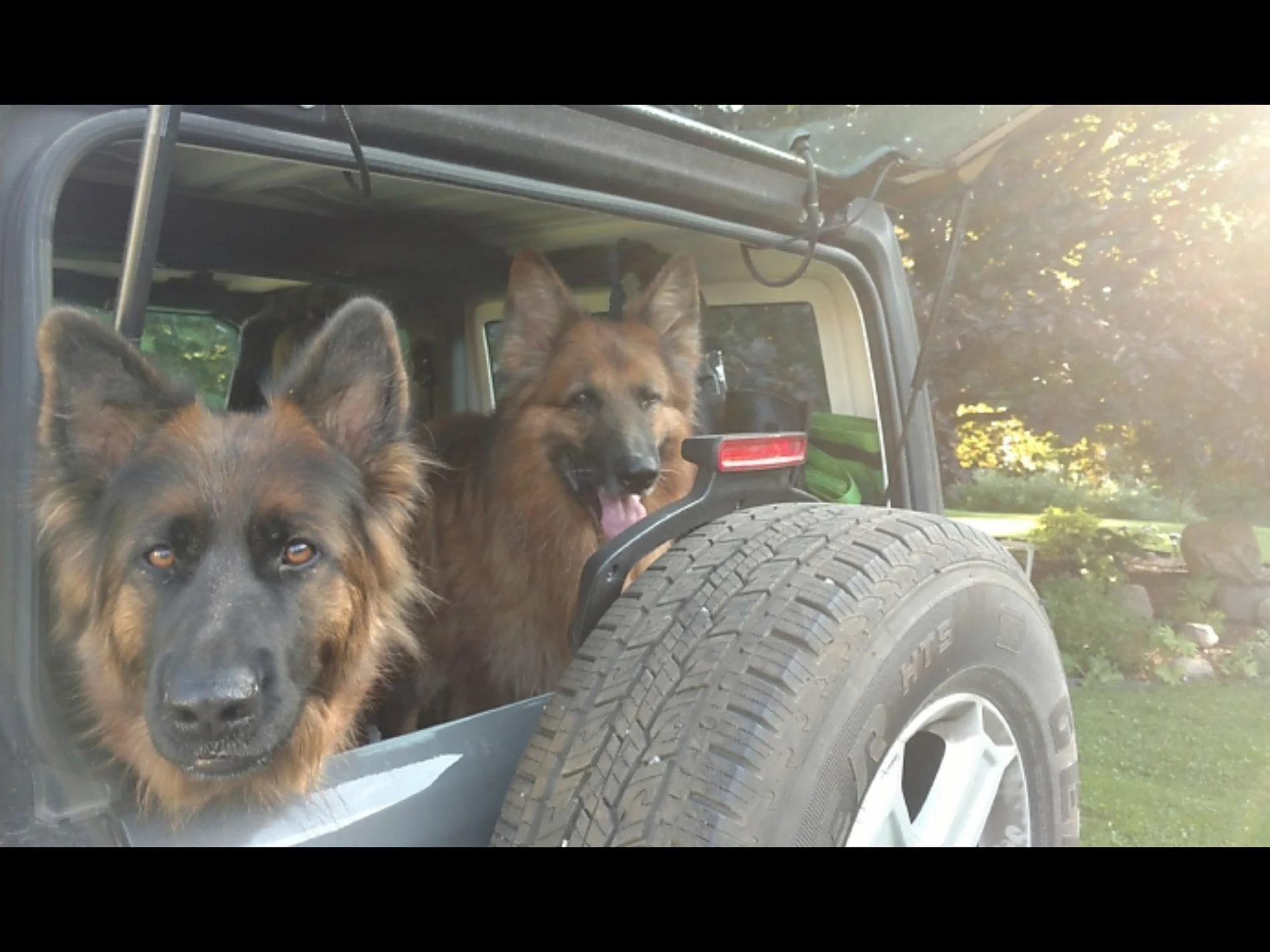 Jeep Wrangler JL Jeep Dog pics Screenshot_20200914-103349