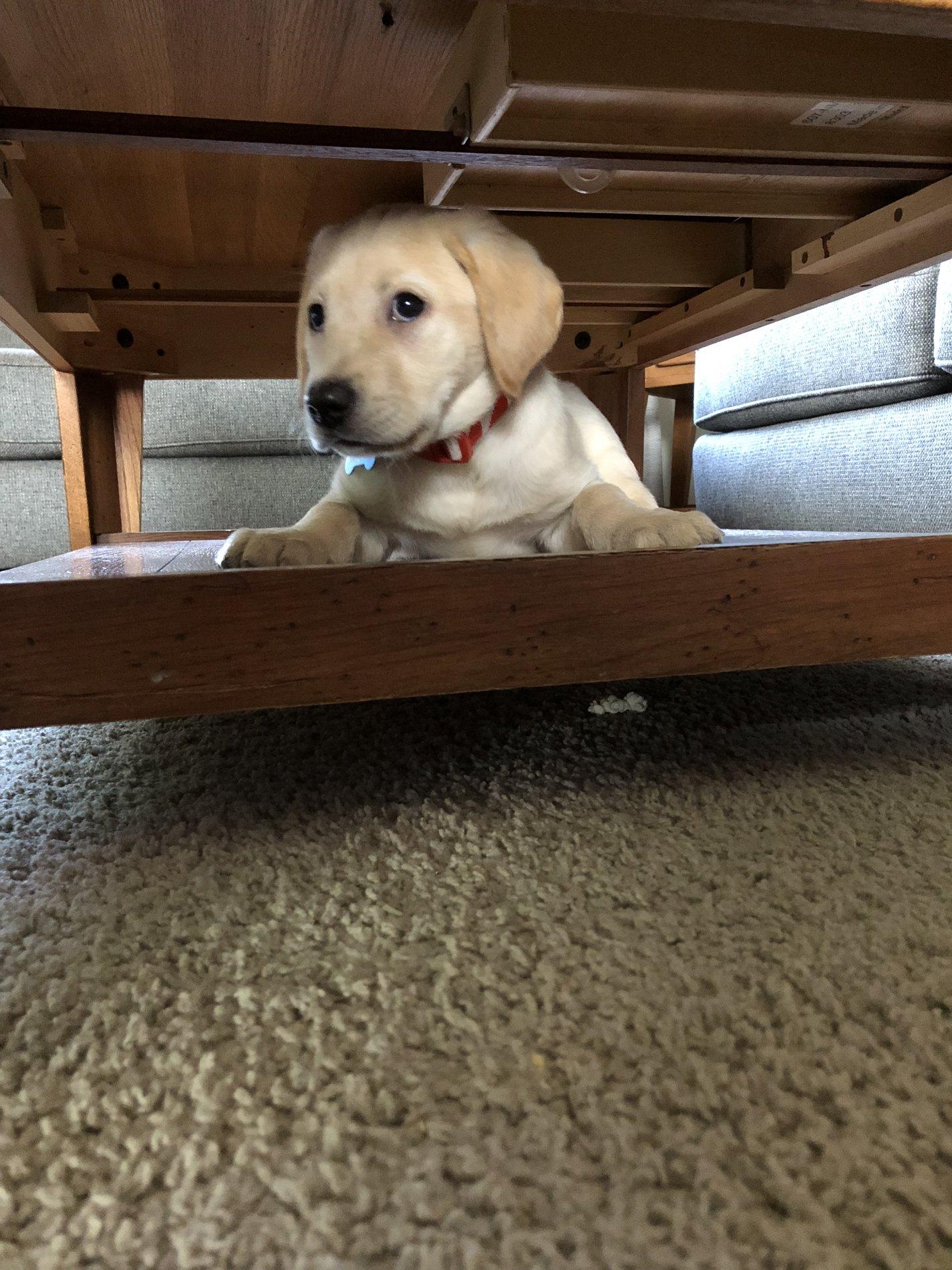 Jeep Wrangler JL Looking for some dog names... 1563FE7A-28DD-4855-B78E-82D7F39FF65F