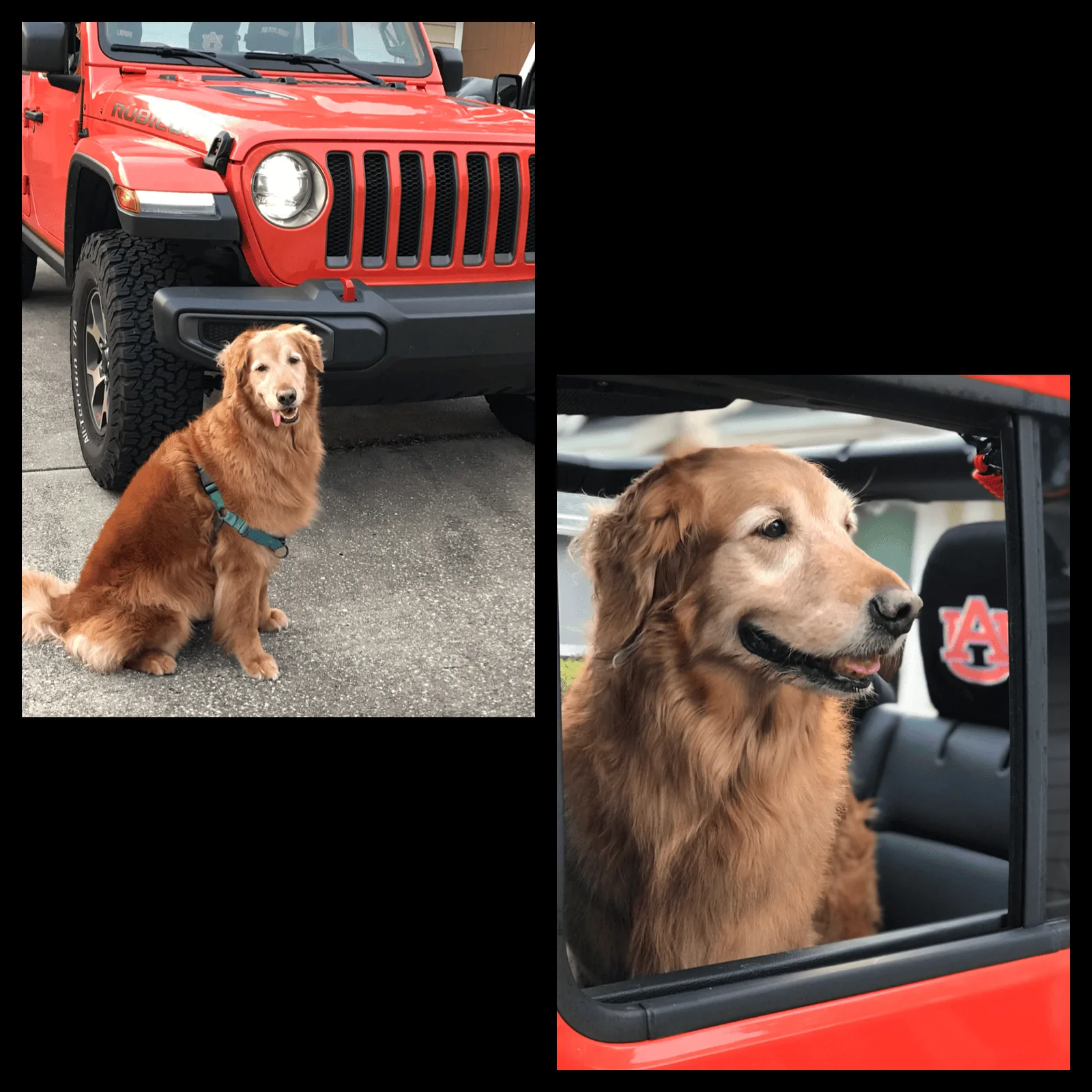 Jeep Wrangler JL Jeep Dog pics 442D4D88-D8EE-4761-87EC-43231CC51A35