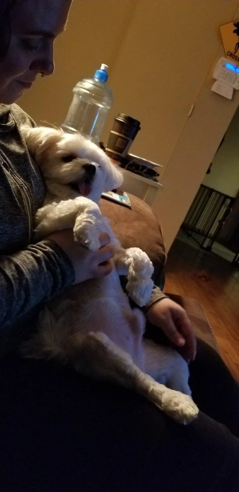 Jeep Wrangler JL Jeep Dog pics 20190724_221403