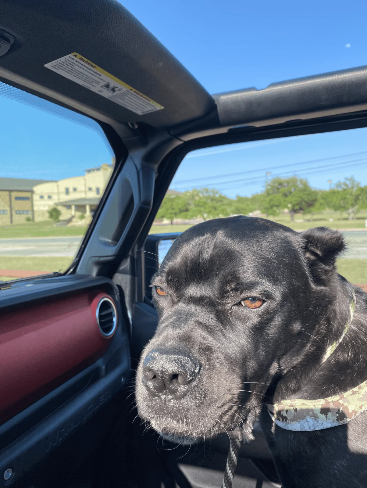Jeep Wrangler JL Jeep Dog pics Screen Shot 2020-09-25 at 12.47.35 PM
