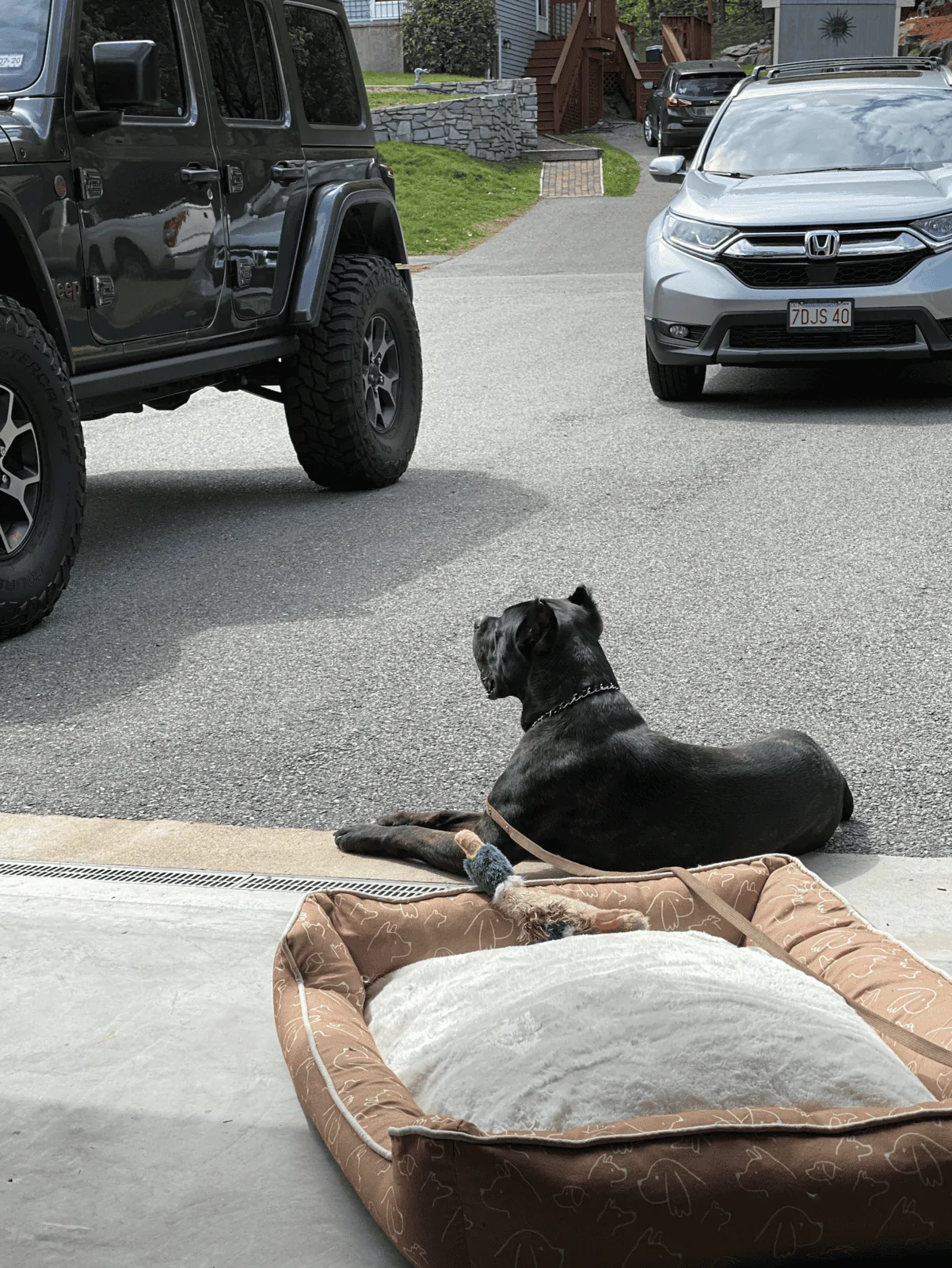 Jeep Wrangler JL Jeep Dog pics Screen Shot 2020-09-25 at 12.47.25 PM