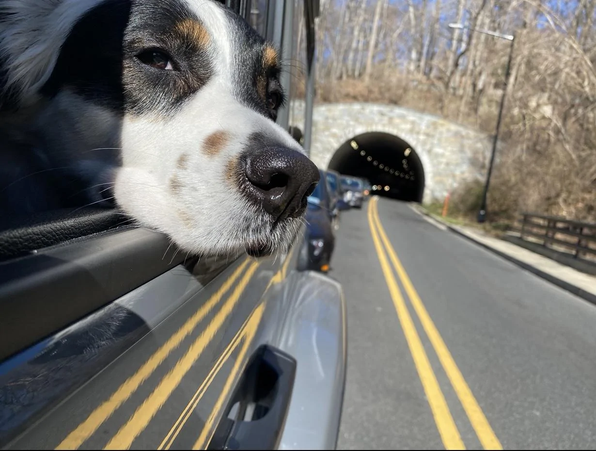 Jeep Wrangler JL Jeep Dog pics 98E5D939-EE3B-4E90-9955-3F9FDA84930F_1_201_a