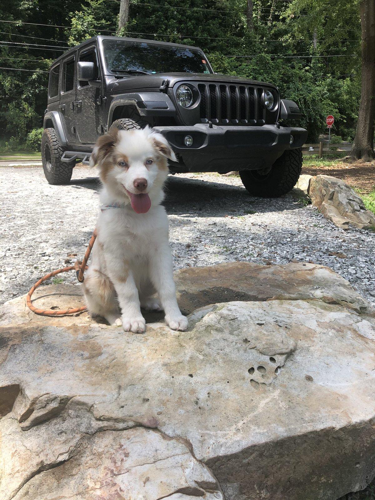Jeep Wrangler JL Jeep Dog pics 2316B8C3-81EF-4043-A2DB-97006ADAFF7D