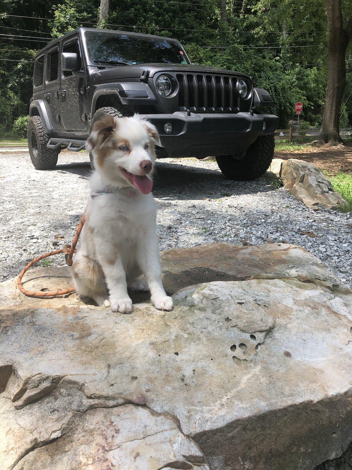 Jeep Wrangler JL Jeep Dog pics 2F649239-A0A1-4028-8501-69476041ED52