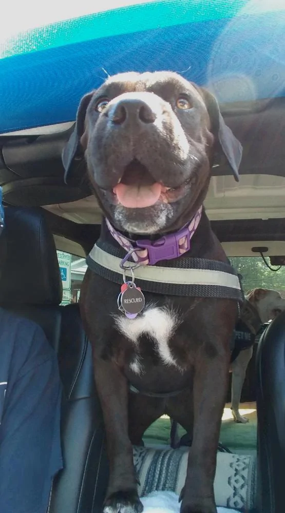 Jeep Wrangler JL Jeep Dog pics 1602159135025