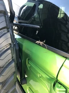 Jeep Wrangler JL Even Lizards Fantasize B81C5274-5B88-4466-A438-752405FBA5CA