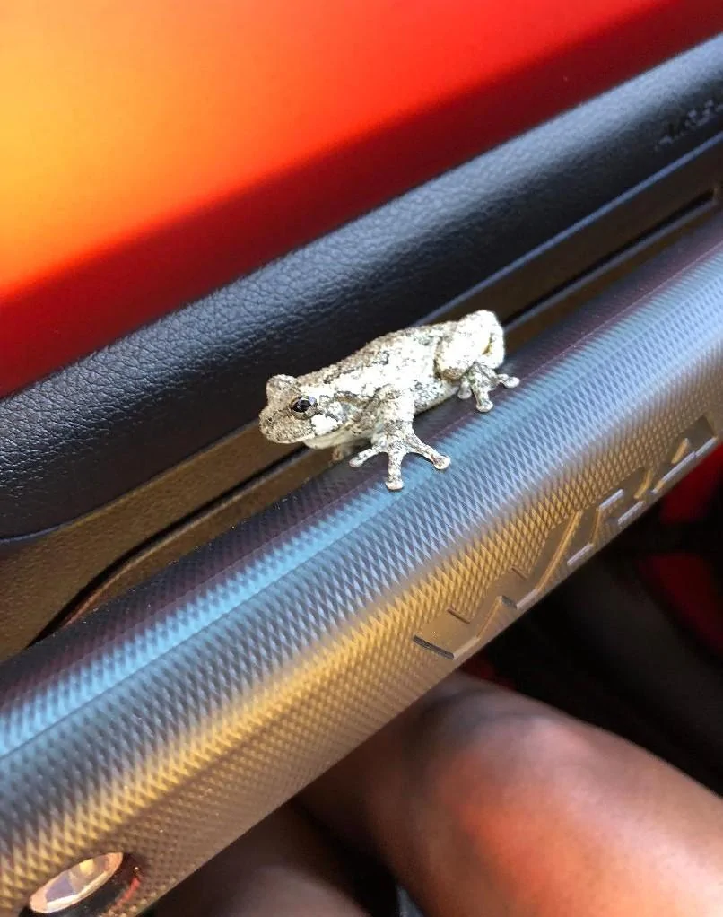 Jeep Wrangler JL Even Lizards Fantasize frog_001