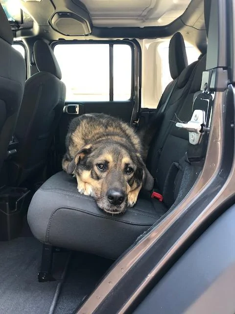 Jeep Wrangler JL Jeep Dog pics dog