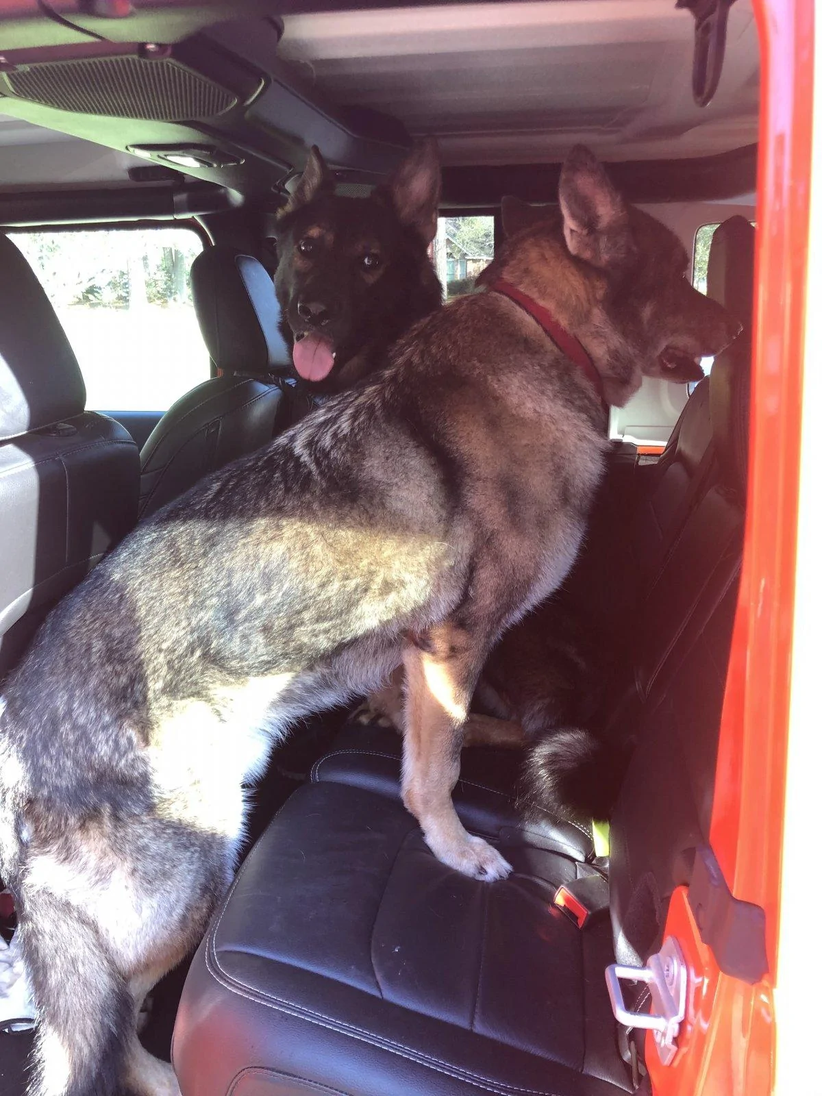 Jeep Wrangler JL Jeep Dog pics A3B44A22-A8CB-4E4D-8EE3-F31AF147DC6F