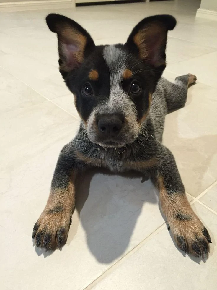 Jeep Wrangler JL Jeep Dog pics IMG_20190128_190657_01