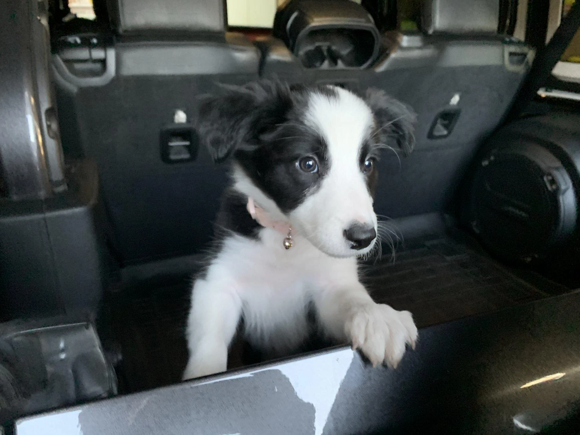 Jeep Wrangler JL Jeep Dog pics Stella2