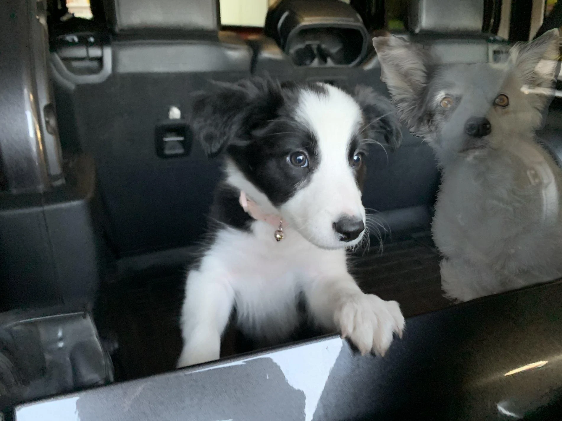 Jeep Wrangler JL Jeep Dog pics Oreo and Stella Ma