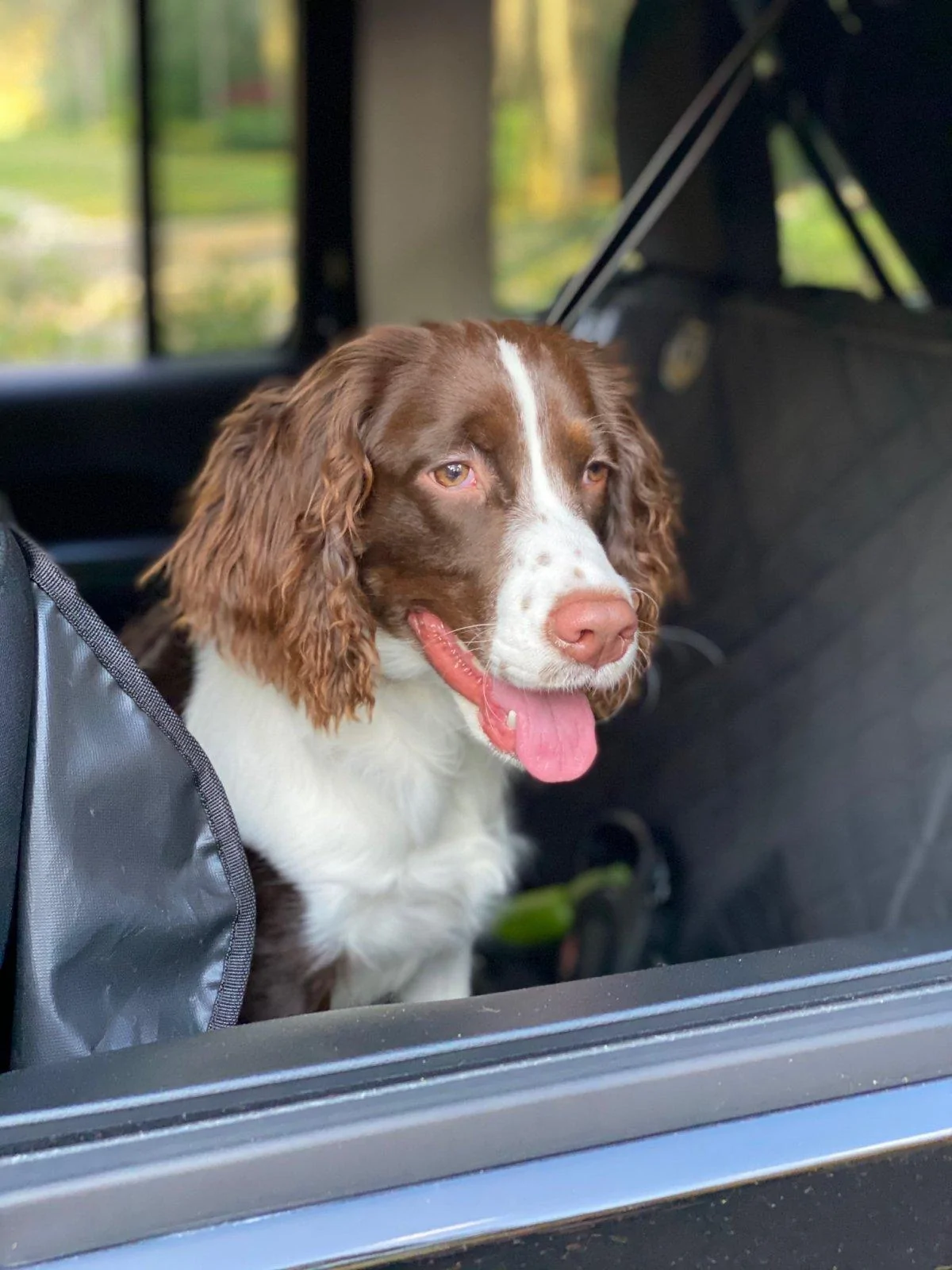 Jeep Wrangler JL Jeep Dog pics Remi Riding in the Jeep with Dad (December 15, 2020)
