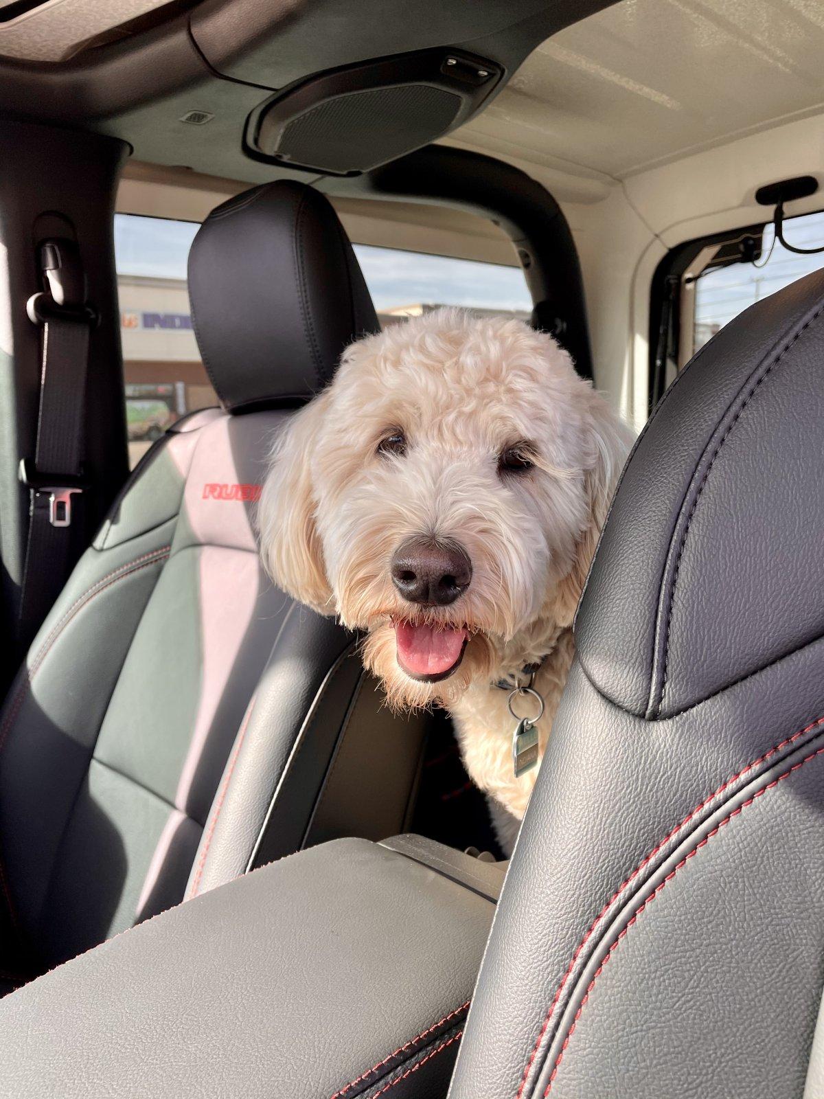 Jeep Wrangler JL Jeep Dog pics FF9462E5-A651-4930-9B90-31934FA6D267