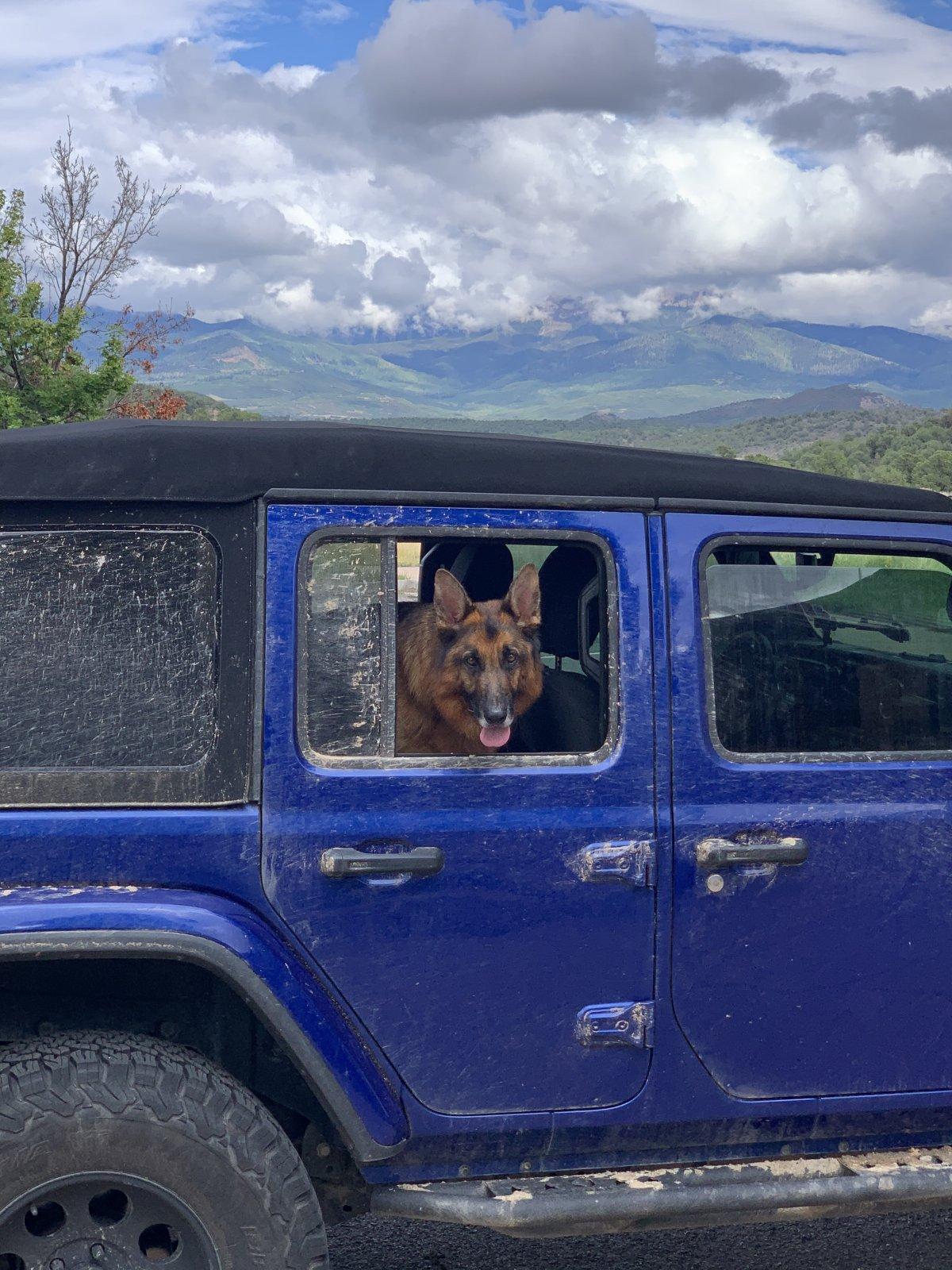 Jeep Wrangler JL Jeep Dog pics B8729C46-C779-4ED0-A770-87EAB39A7436