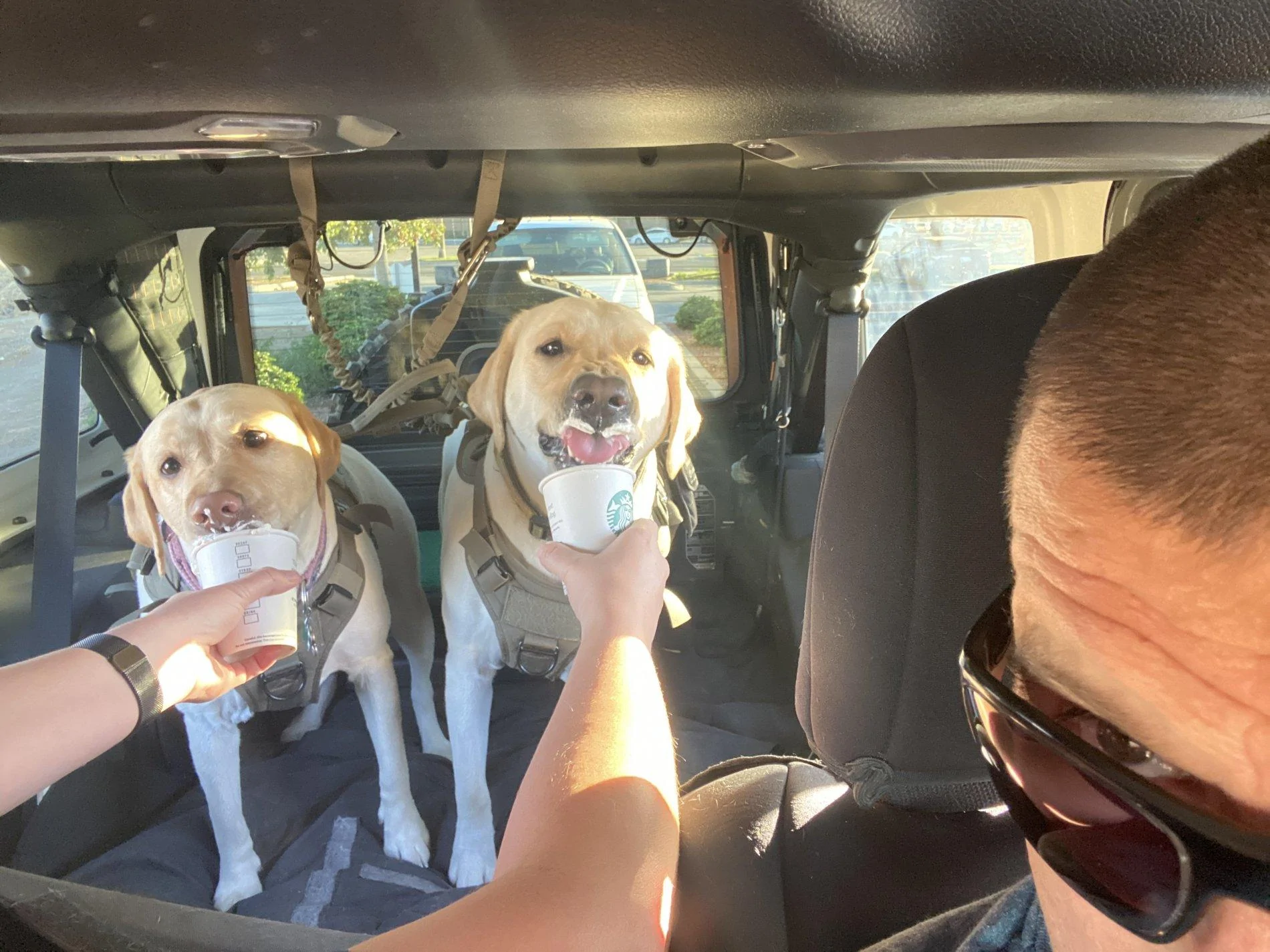 Jeep Wrangler JL Tops off... Dogs in 5B348346-3093-4603-BA4C-18C47707AEB2