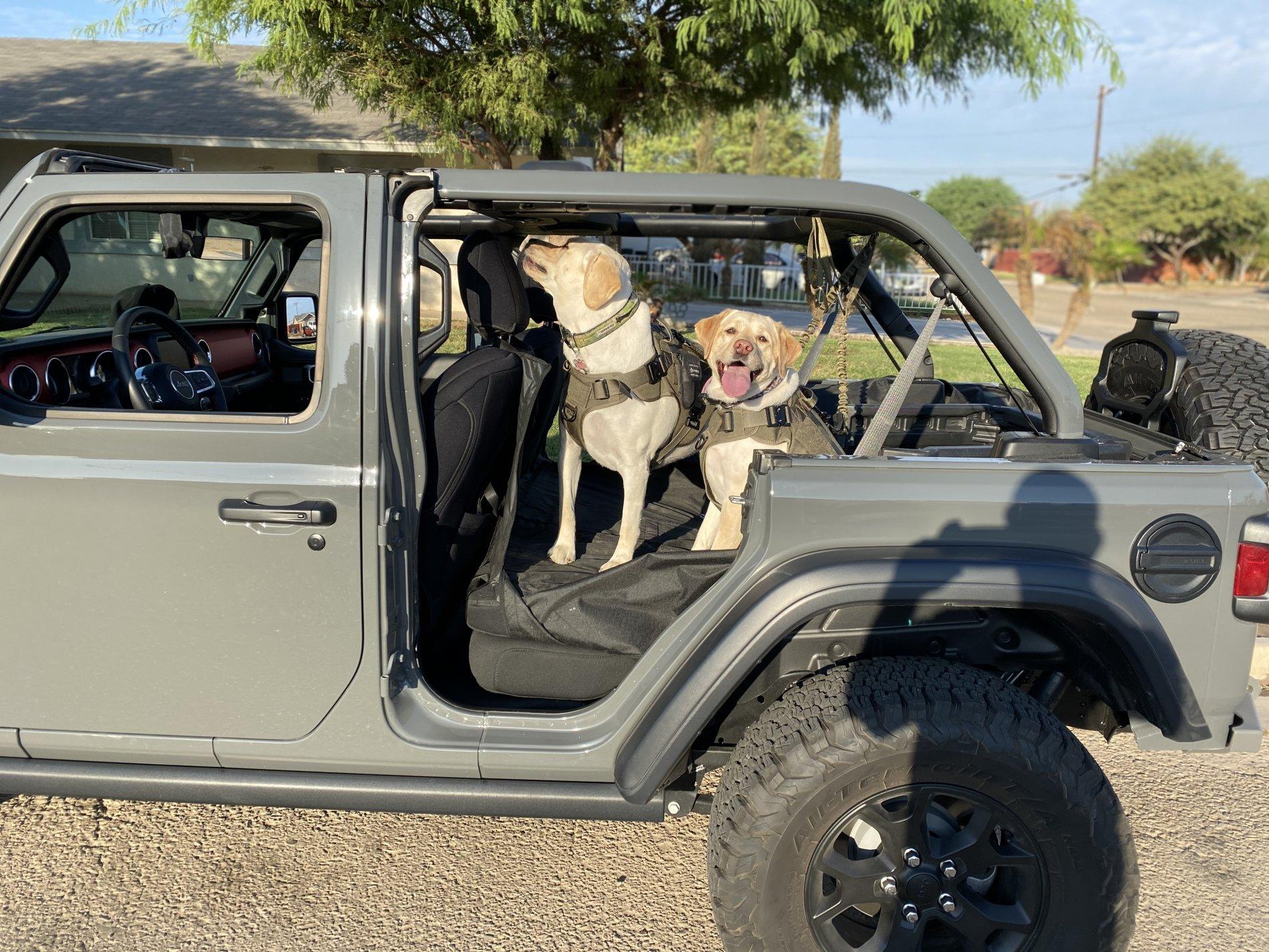 Jeep Wrangler JL Tops off... Dogs in 43EBB8A4-DF80-4743-B8E0-3FDAB49B7833