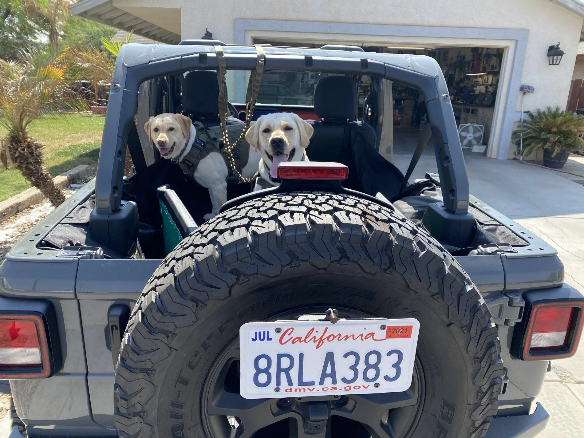 Jeep Wrangler JL Tops off... Dogs in AE310AD1-D5A1-4CCE-B99C-DB7ECAE9185F