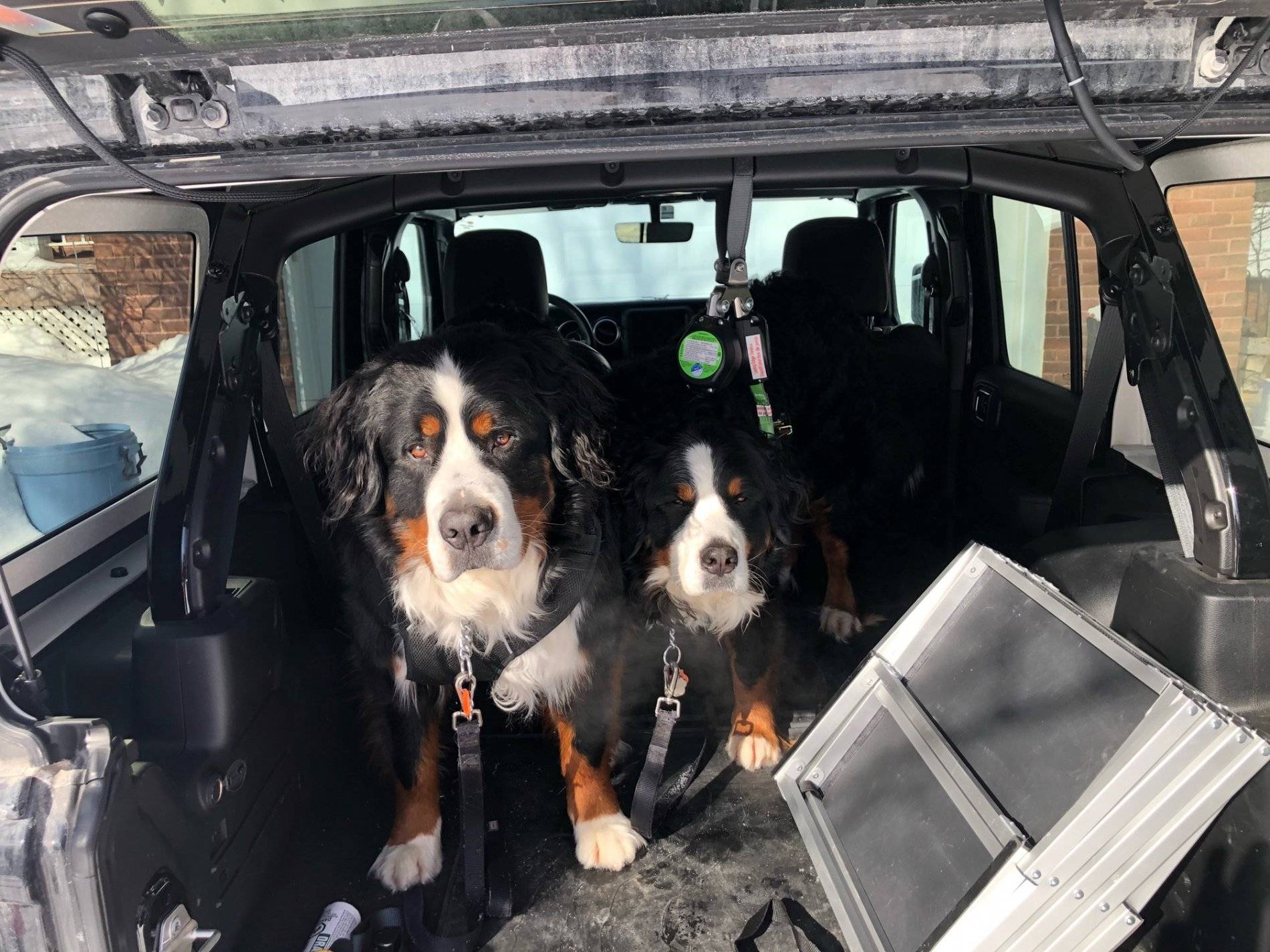 Jeep Wrangler JL Wheeling with (big) dogs restraint 3