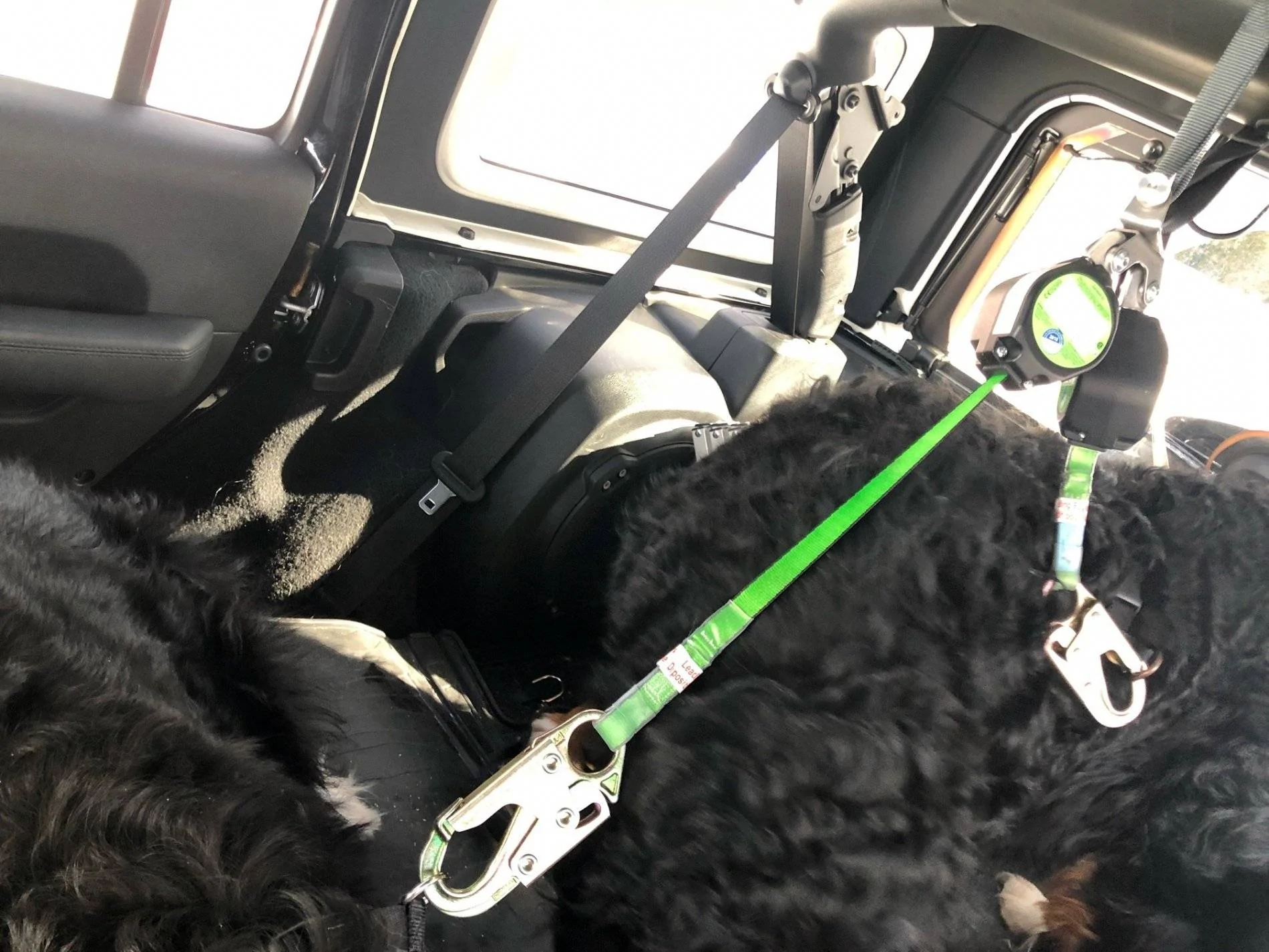 Jeep Wrangler JL Wheeling with (big) dogs restraint 5