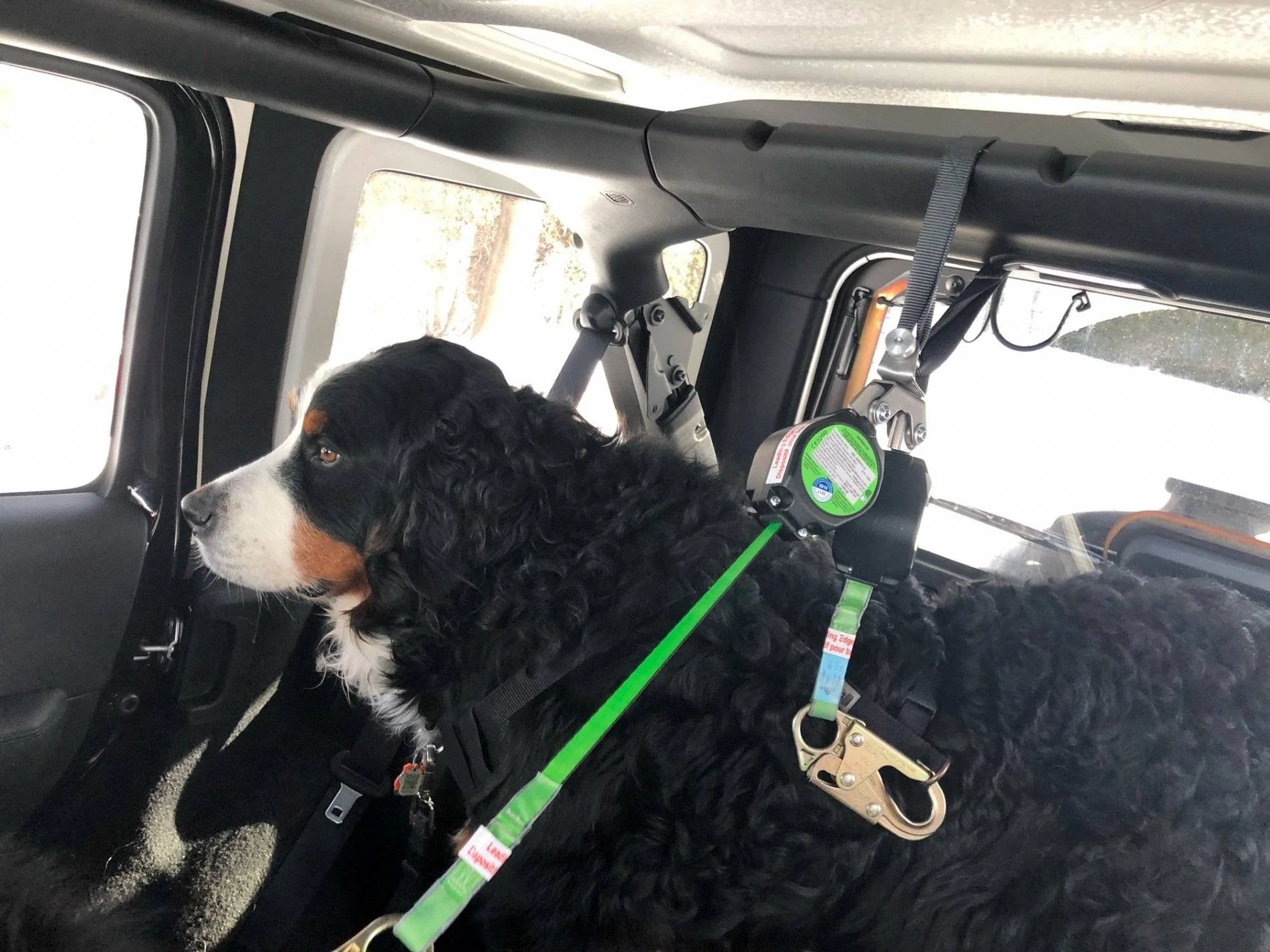 Jeep Wrangler JL Wheeling with (big) dogs restraint 9