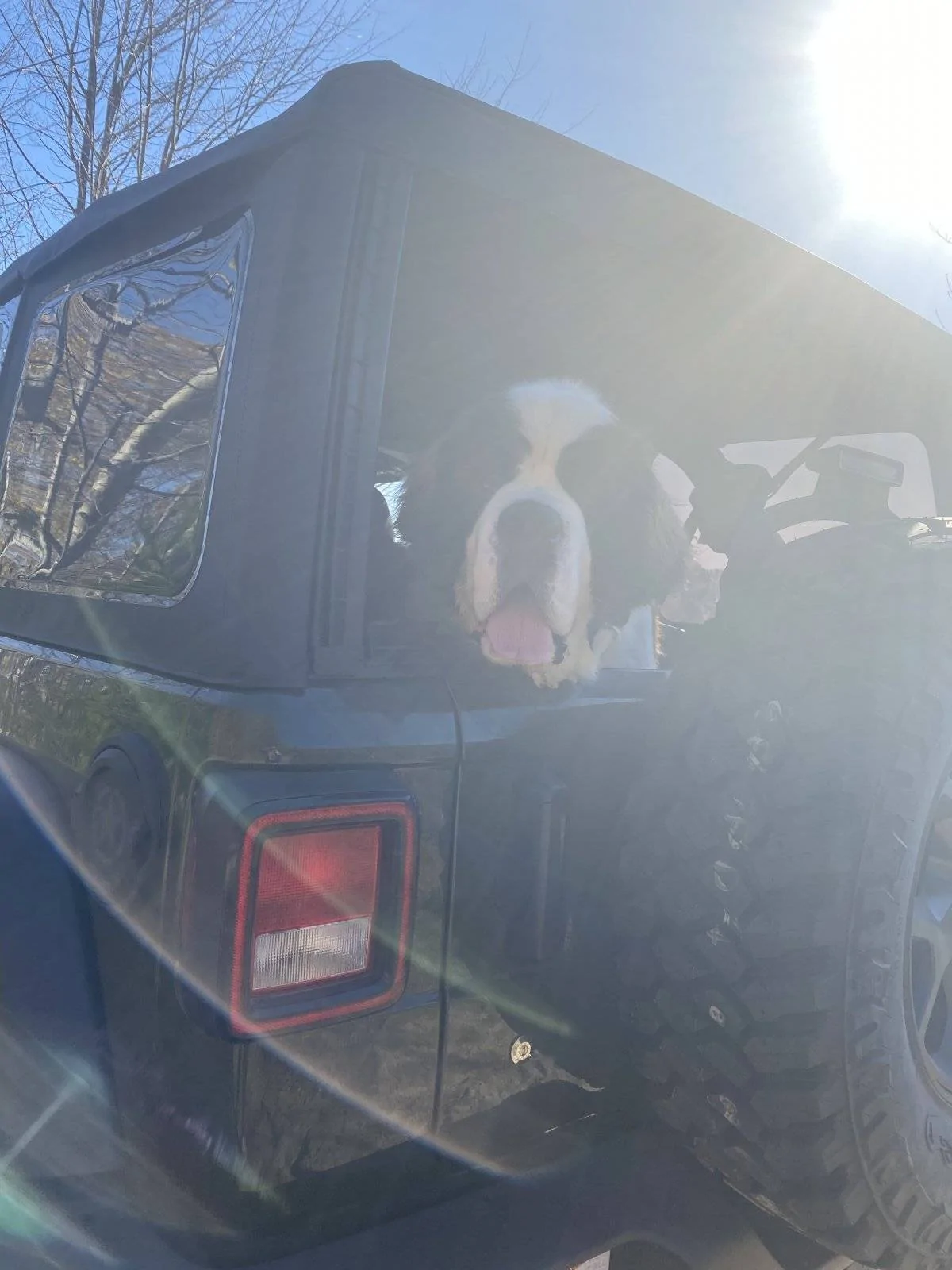 Jeep Wrangler JL Wheeling with (big) dogs 194E53E4-91C7-4E54-AC53-AACC07D36B98