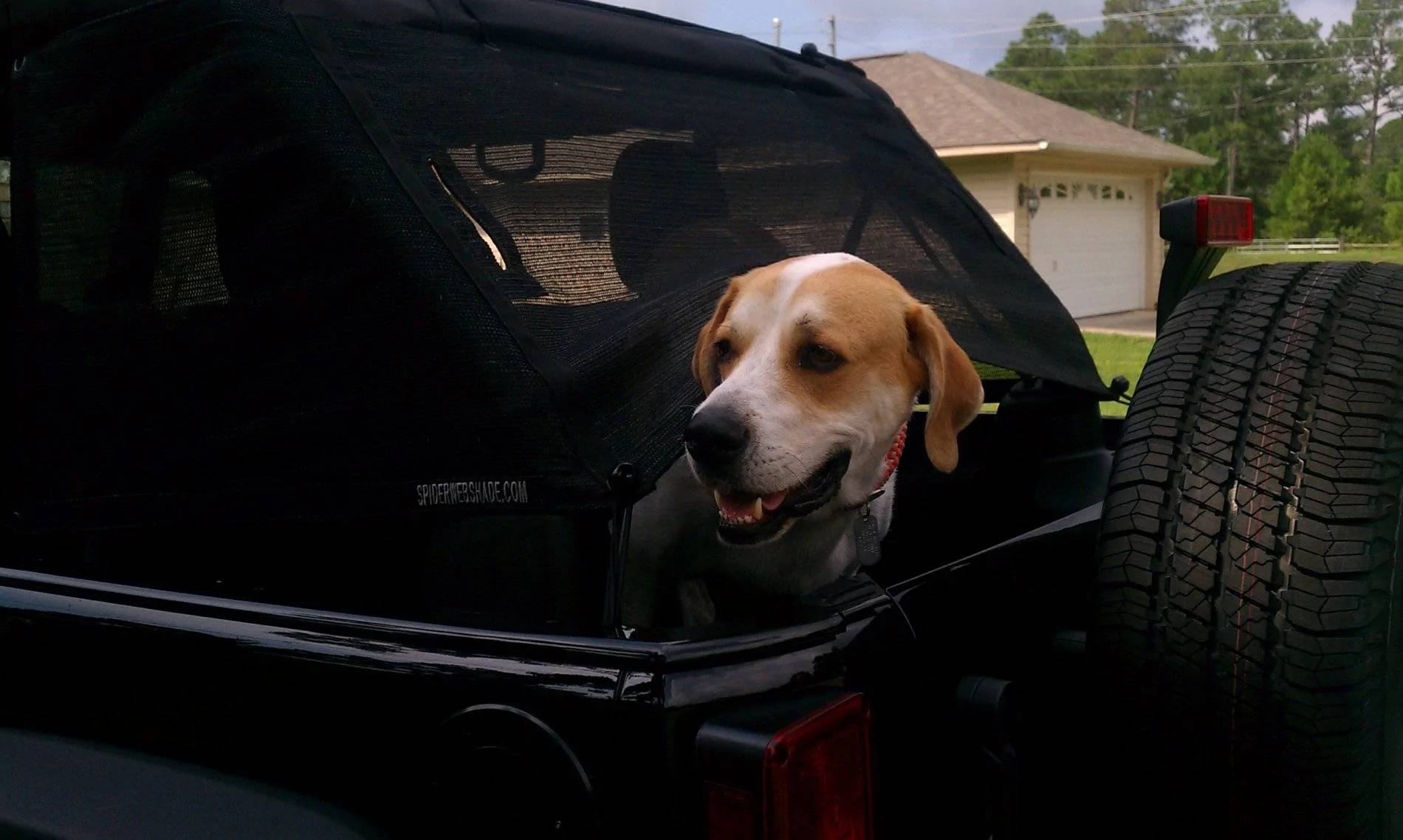 Jeep Wrangler JL Wheeling with (big) dogs IMAG0417