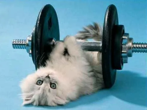Jeep Wrangler JL Jeep humor waiting room ( ** NO POLITICS ** ) Cat-workout-1