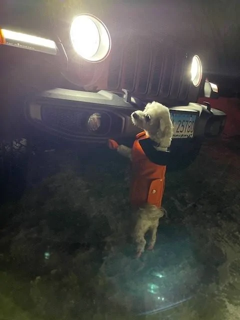 Jeep Wrangler JL Jeep Dog pics JL2