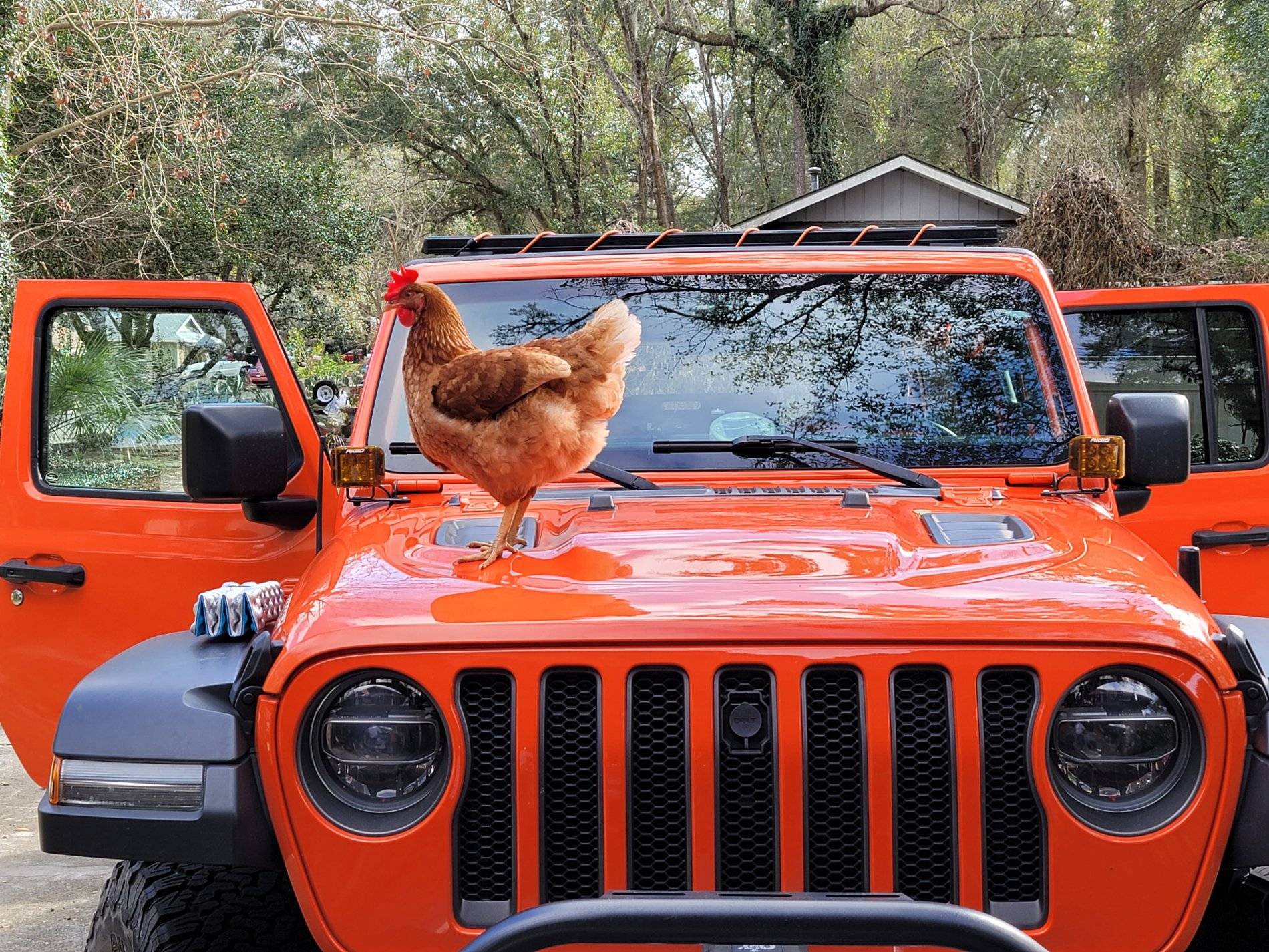 Jeep Wrangler JL Anyone else have a mascot? 20210207_150753