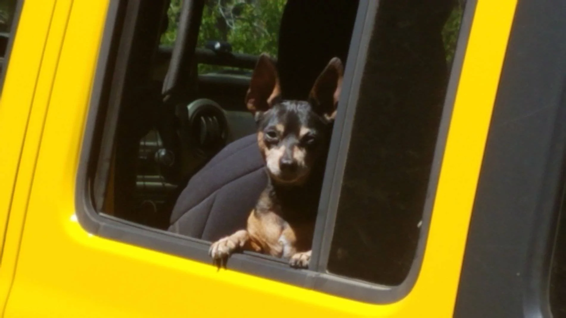 Jeep Wrangler JL Wheeling with (big) dogs 20190710_142030