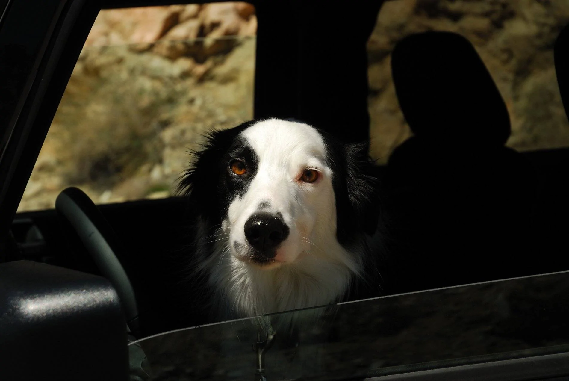 Jeep Wrangler JL Wheeling with (big) dogs 6893170108_06976773cc_4k