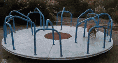 corgi-carousal.gif