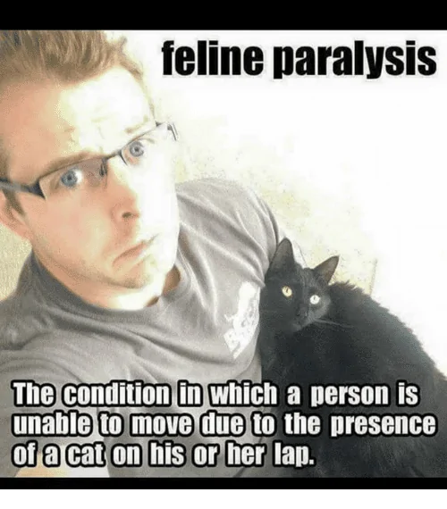 Jeep Wrangler JL Jeep humor waiting room ( ** NO POLITICS ** ) feline-paralysis-the-condition-in-which-a-person-is-unable-8797995