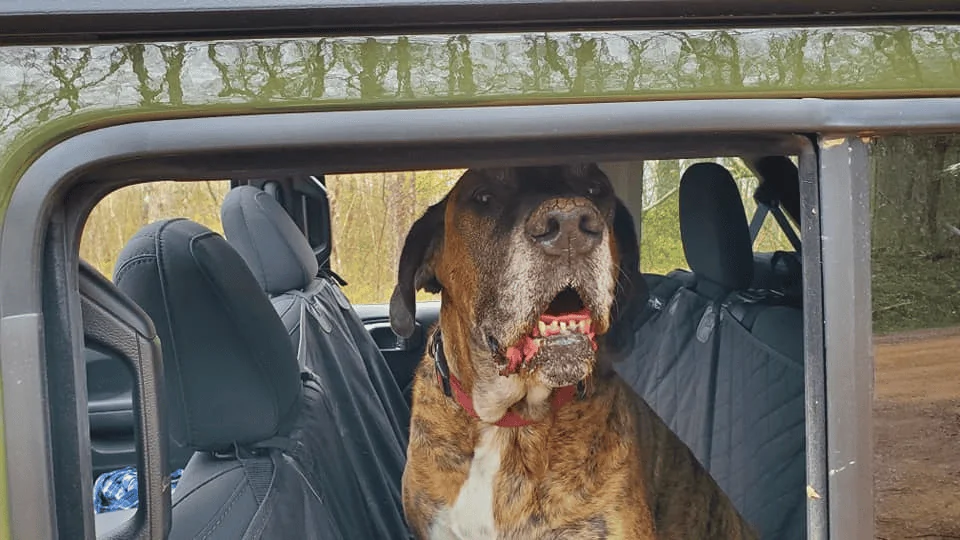 Jeep Wrangler JL Wheeling with (big) dogs 1620719942510