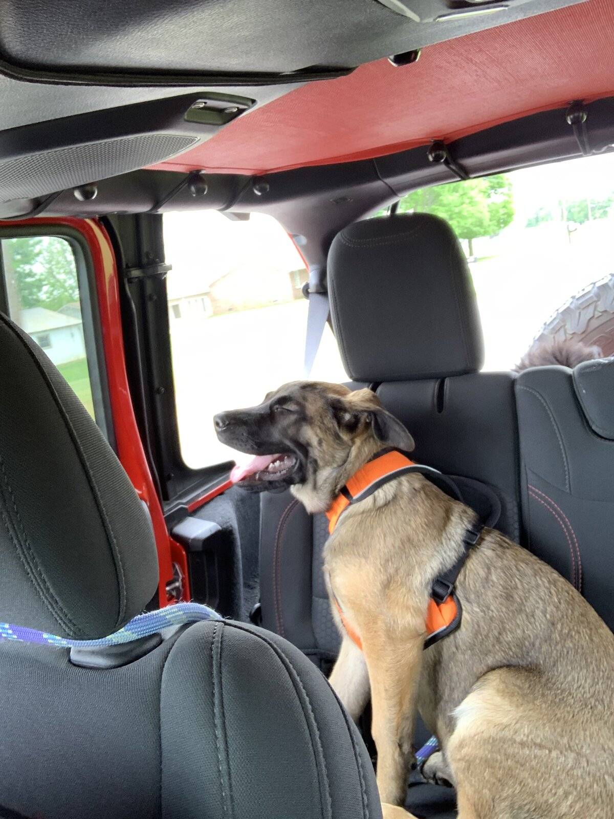 Jeep Wrangler JL Jeep Dog pics 4A65F2C2-6213-4F82-8270-E5051733AFCB