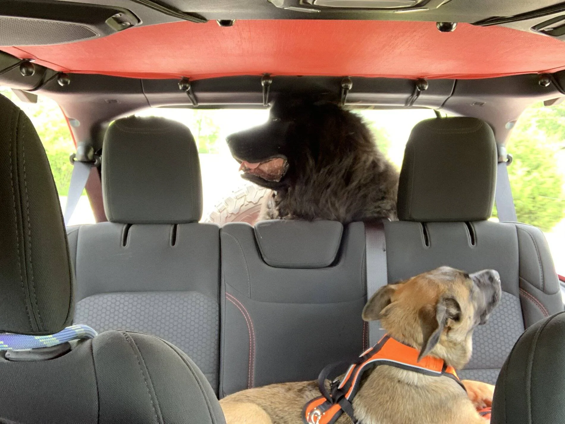 Jeep Wrangler JL Jeep Dog pics 51352CBD-0C4C-45E5-BE0C-529EBCCFD280