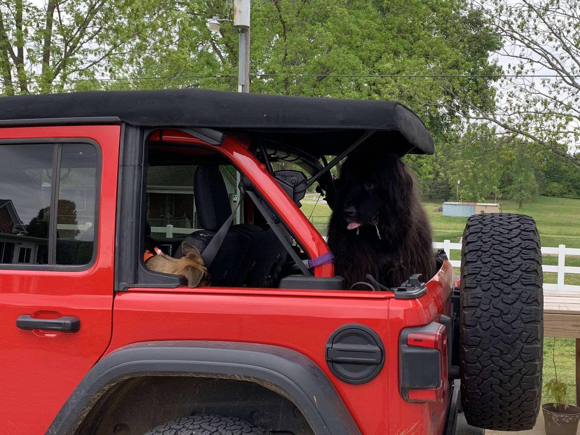 Jeep Wrangler JL Jeep Dog pics 3043F0F3-CC9E-4B93-94E1-78AB5995D59B
