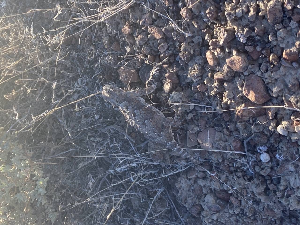 Jeep Wrangler JL Short Trip: Remote Nevada Guzzler Build 74870E01-ADB8-44AA-8110-19AAB29205B0